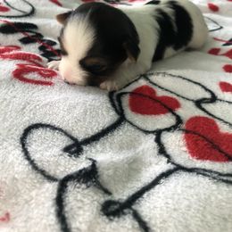 Yorkshire Terrier Puppies from Jackie Jenny’s Precious Yorkies