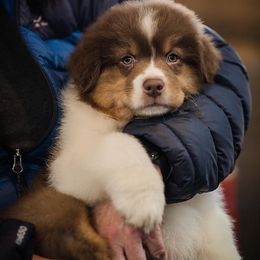 Australian Shepherd Puppies from Diamond Hill Australian Shepherds