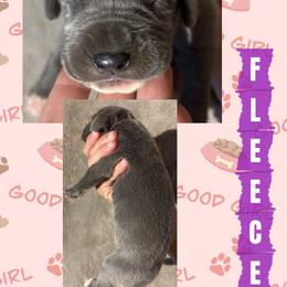 Fleece - Blue female Great Dane puppy in Wellsville, New York from Prophecy Danes
