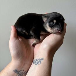 Riven - Tri-color female Pomsky puppy in Boonville, Indiana from Elysian Pomskies
