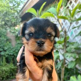 Lula - Blue and gold female Yorkshire Terrier puppy in Yuma, Arizona from Yuma Yorkie