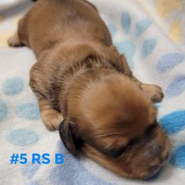 Dachshund Puppies from CLARK'S BREEDING PROGRAM