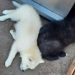 Pomsky Puppies from Zeuskis Pomskies