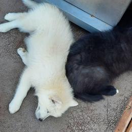 Pomsky Puppies from Zeuskis Pomskies