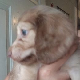 Dachshund Puppies from Nikas Baby Beanz LH Dachshunds