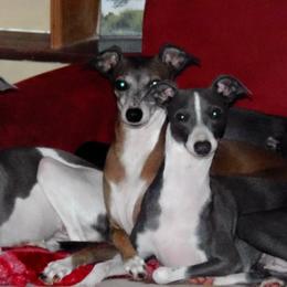 Italian Greyhound All Grown Up from Quality Italian Greyhounds