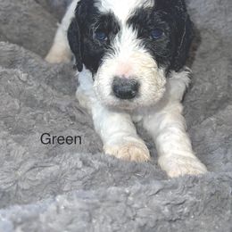 Goldendoodle Puppies from Native Country Goldendoodles