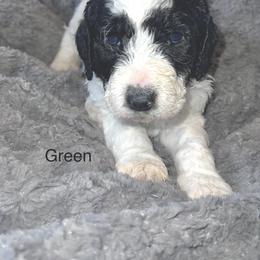 Goldendoodle Puppies from Native Country Goldendoodles