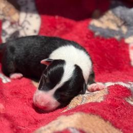 Havoc - Tri-color male Border Collie puppy in Midland, Texas from High Velocity Stockdogs