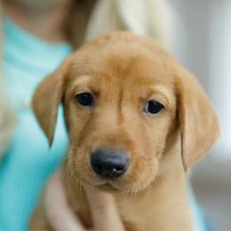Declan - Yellow male Labrador Retriever puppy in Allons, Tennessee from UC Labradors LLC