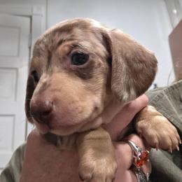Fancy's chocolate and cream dapple smooth girl - Dapple female Dachshund puppy in Declo, Idaho from Dozendachs
