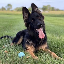 German Shepherds from Dark Star Shepherds