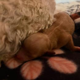 Alice - Red  female Goldendoodle puppy in Lillington, North Carolina from Peace, Love, and Puppies at the Creek