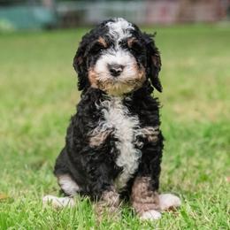 Aussiedoodle Puppies from Amos and Oak Doodles