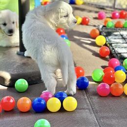 Golden Retriever Puppies from Pushin’ Sand Goldens