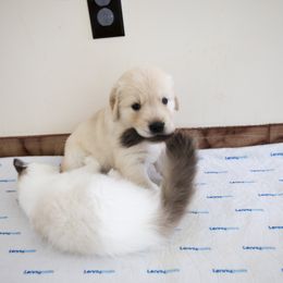 Golden Retriever Puppies from Honeysweet Goldens