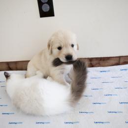Golden Retriever Puppies from Honeysweet Goldens
