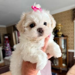 Belle- pending - Gold and white female Shihpoo puppy in Whitehall 18052, Pennsylvania from Lilli’s Shih tzus and Shih poos