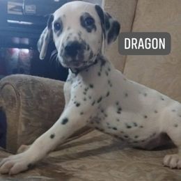 Dragon LUA (Grey collar) - White and black male Dalmatian puppy in Raymondville, Missouri from Wagner's Dalmatian's