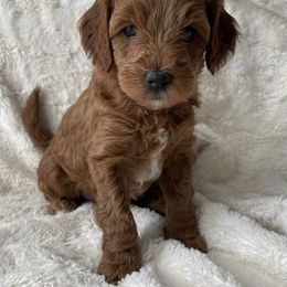 Goldendoodle Puppies from Patton Doodles