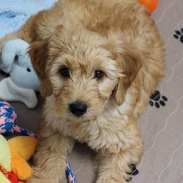 Goldendoodle Puppies from Cherry Lane Farm