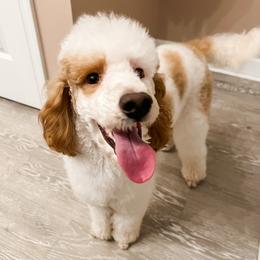 Sunny - Poodle