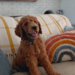 Poodle Puppies from Ramsey Therapy Dogs