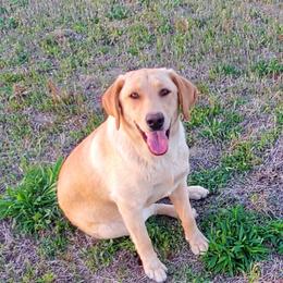 Nova - Labrador Retriever