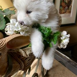 Samoyed Puppies from Falling cedar farm samoyeds