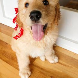 Goldendoodle Puppies from Cane Creek Goldendoodles