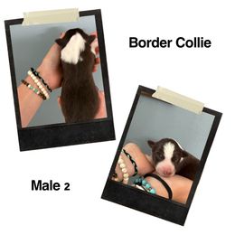 Duke - Red male Border Collie puppy in North Lakeport, California from Wild Rose Ranch