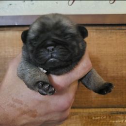 Ms. Pink - Fawn female Pug puppy in Gore, Oklahoma from Pugs on Pecan
