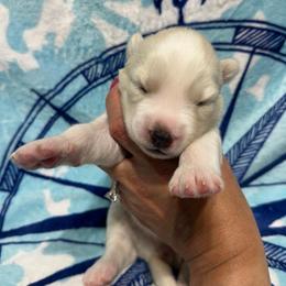 AKC Marble - White female Siberian Husky puppy in Centreville, Maryland from Huskies By the Bay