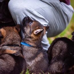 German Shepherd Puppies from MCX K9
