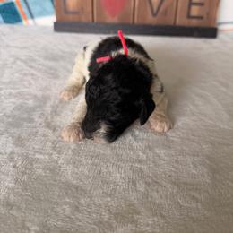 Wicked Witch - Parti female Poodle puppy in Luana, Iowa from Country View Bernedoodles and Goldendoodles