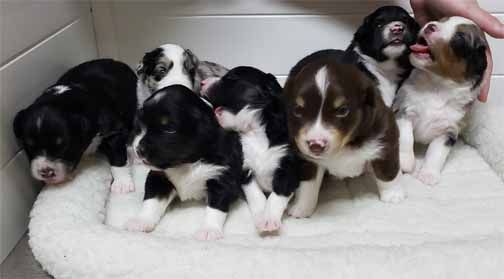 DreamWeaver in North Carolina | Miniature American Shepherd puppies ...