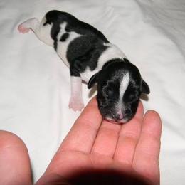 English Springer Spaniel Puppies from Blue River Kennel