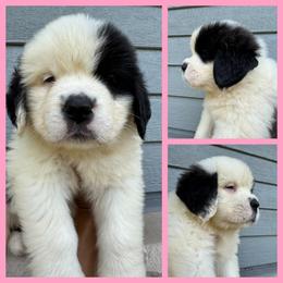 Charlotte 'Charlie'-Light pink - Mahogany and white female Saint Bernard puppy in Ladysmith, Wisconsin from Northwoods Saint Bernards