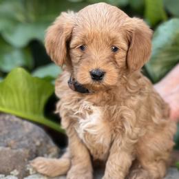 Brown collar boy - Apricot male Goldendoodle puppy in Fairfield, California from Twin Sisters Doodles