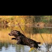 Boykin Spaniel All Grown Up from DrWatson Boykin Spaniels