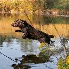 Boykin Spaniel All Grown Up from DrWatson Boykin Spaniels