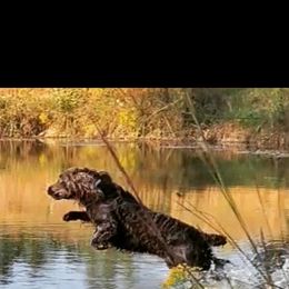 Boykin Spaniel All Grown Up from DrWatson Boykin Spaniels