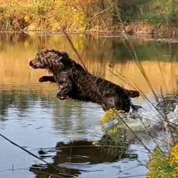 Boykin Spaniel All Grown Up from DrWatson Boykin Spaniels