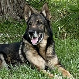 Odie - German Shepherd