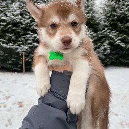 Brie - Girl 2 💚 - Red and white Siberian Husky puppy in Rhode Island from Home Pack Huskies