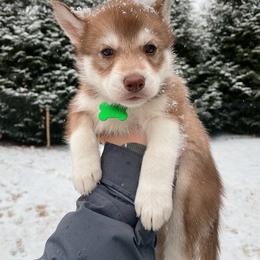 Brie - Girl 2 💚 - Red and white Siberian Husky puppy in Rhode Island from Home Pack Huskies