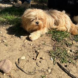 Sugar - Lhasa Apso