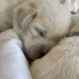 Labrador Retriever Puppies from Labsmith Labs