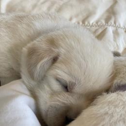 Labrador Retriever Puppies from Labsmith Labs