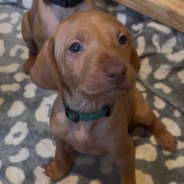 Jack - Golden rust male Vizsla puppy in Plymouth, Minnesota from Carlson Vizslas